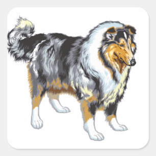 Sticker Carré colley