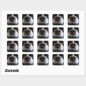 Sticker Carré Collie Bordure Cute Nez Closeuse (Feuille)