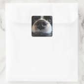 Sticker Carré Collie Bordure Cute Nez Closeuse (Sac)