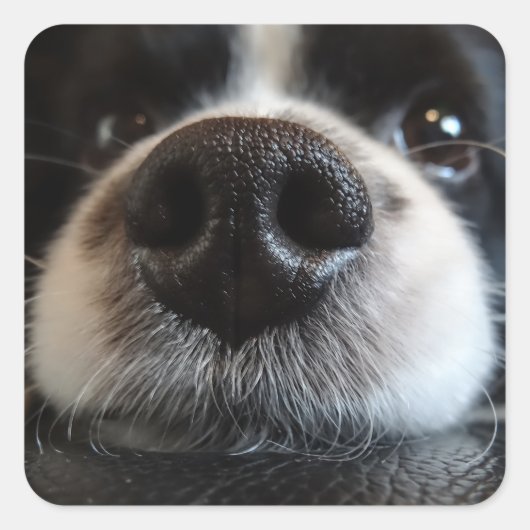 Sticker Carré Collie Bordure Cute Nez Closeuse (Devant)