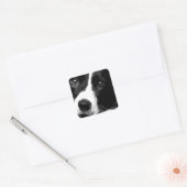 Sticker Carré Collie Bordure noire et blanche (Enveloppe)