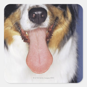 Sticker Carré Collie langue à balancer