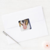 Sticker Carré Collie langue à balancer (Enveloppe)