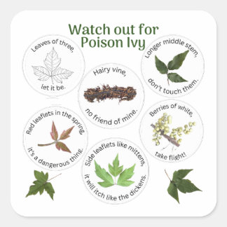 Sticker Carré Comment identifier l'ivoire de poison
