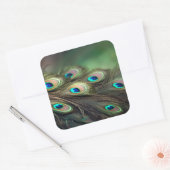 Sticker Carré Composition de plumes de paon brillantes (Enveloppe)