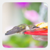 Sticker Carré Conception Colibri #0624 (Devant)