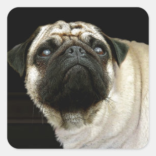 Sticker Carré Conception de chiens pour les amateurs de moules