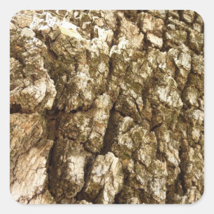 Sticker Carré Conception de texture naturelle de l'écorce d'arbr