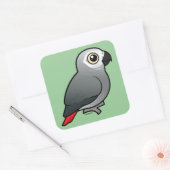 Sticker Carré Congo African Grey (Enveloppe)