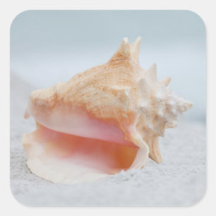 Sticker Carré Conque Shell