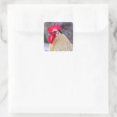 Sticker Carré Coq avec Cockscomb (Sac)