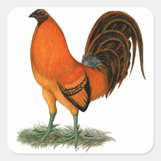 Sticker Carré Coq de combat Ginger Rouge (Devant)