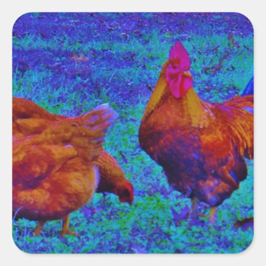 Sticker Carré Coq et poules arc-en-ciel, bleu électrique (Devant)