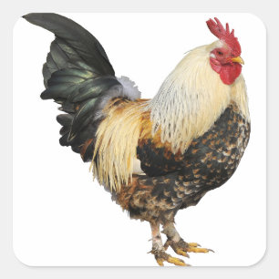 Sticker Carré Coq isolé