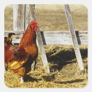 Sticker Carré Coq Rhode Island Red