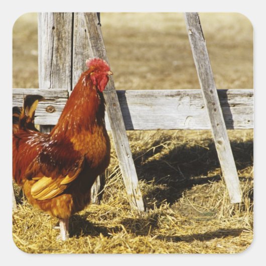 Sticker Carré Coq Rhode Island Red (Devant)