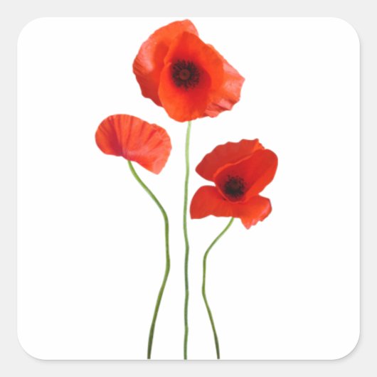 Sticker Carré coquelicot -poppy (Devant)
