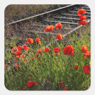 Sticker Carré Coquelicot sauvage