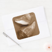 Sticker Carré Coques sensuelles (Enveloppe)