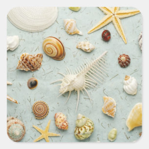 Sticker Carré Coquillages assortés sur arrière - plan bleu