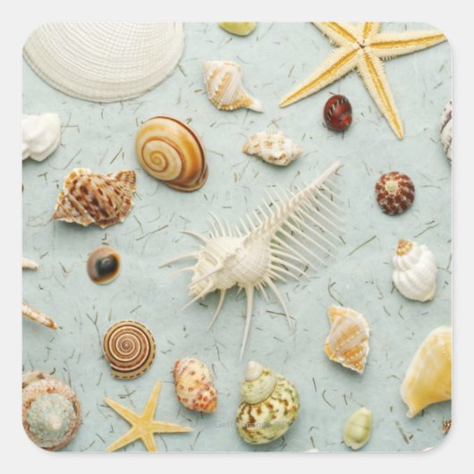 Sticker Carré Coquillages assortés sur arrière - plan bleu (Devant)