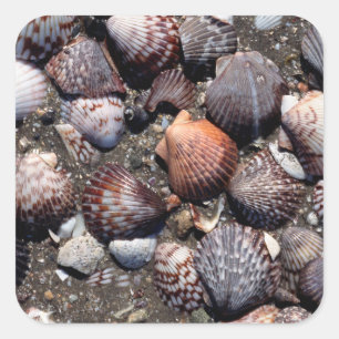 Sticker Carré Coquillages colorés crantés sur un sable noir