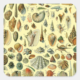 Sticker Carré Coquillages de coquillages Mollusk Clam Élégant Ar