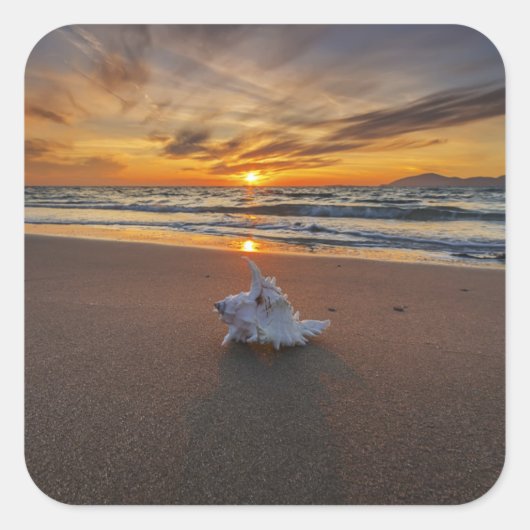 Sticker Carré Coquille À La Plage Au Coucher Du Soleil | Île de (Devant)