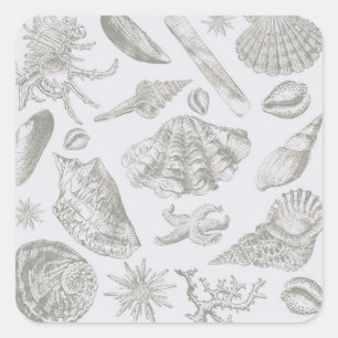 Sticker Carré Coquilles de mer gris sauge doux croquis Antique N