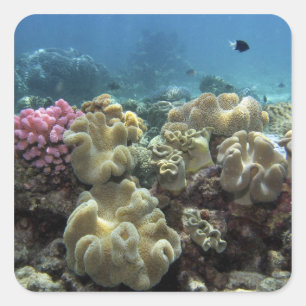 Sticker Carré Corail, récif d'Agincourt, Grande Barrière de cora