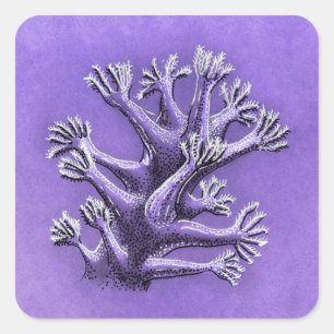 Sticker Carré Corail Reef Purple Marine Biologie Art
