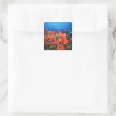 Sticker Carré Coral and fish (Sac)