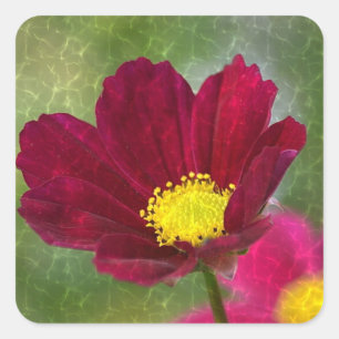 Sticker Carré Cosmos chatoyants