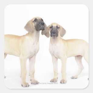 Sticker Carré côte à côte, petit groupe d'animaux, ensemble