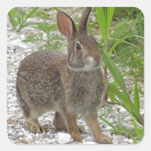 Sticker Carré Cottontail Rabbit (Devant)