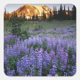 Sticker Carré Coucher de soleil sur le mont Adams et une prairie