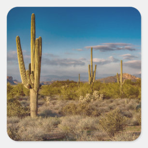 Sticker Carré Coucher du soleil de cactus en Arizona