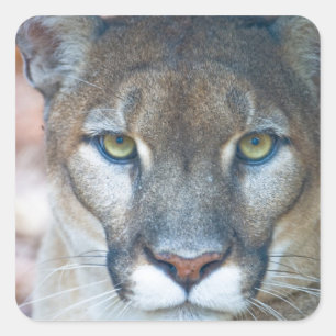 Sticker Carré Couguar, lion de montagne, panthère de Floride, Pu