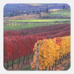 Sticker Carré Couleurs d'automne rouges et jaunes intenses sur G