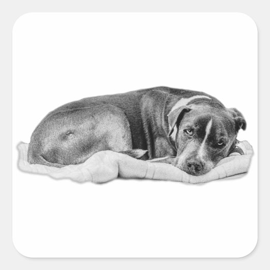 Sticker Carré Coupe bouclée avec revendication prise (Devant)