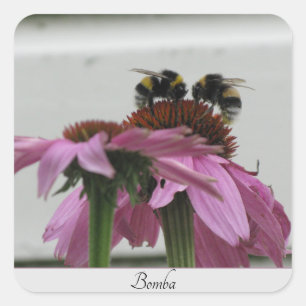 Sticker Carré couple de bourdons sur coneflower