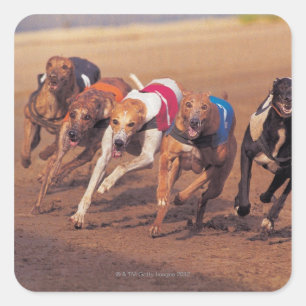 Sticker Carré Course Greyhounds sur piste