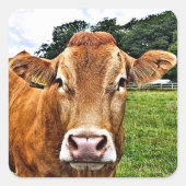 Sticker Carré COW Cute (Devant)