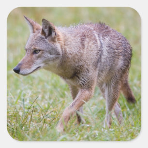 Sticker Carré Coyote dans le domaine, crique de Cades