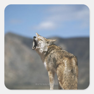 Sticker Carré Coyote Howling De High Point