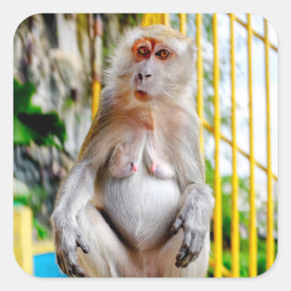 Sticker Carré Crab-eating macaque