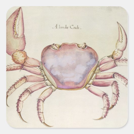 Sticker Carré Crabe terrestre (Devant)