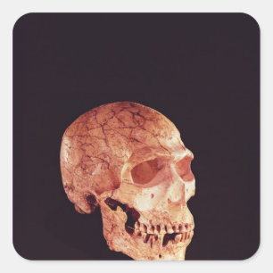 Sticker Carré Crâne Neandertal, découvert sur Mt Carmel