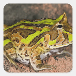 Sticker Carré Crapaud cornu brésilien, Ceratophrys cornuta, Nati