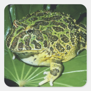 Sticker Carré Crapaud Orné, (Ceratophrys ornata),